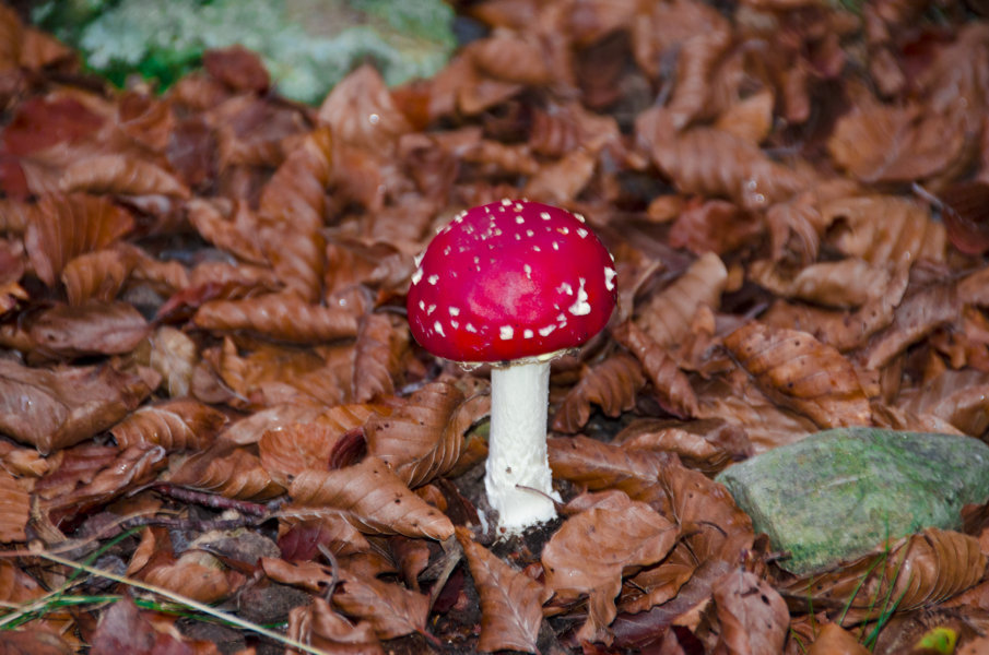 Seta Amanita muscaria - parc natural del Montseny - Barcelona - Catalunya